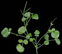 Cardamine corymbosa. Inflorescence with cauline leaves and siliques.
 Image: P.B. Heenan © Landcare Research 2019 CC BY 3.0 NZ